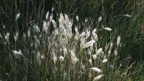 Long grass left to grow to seed Stock Footage 245760462