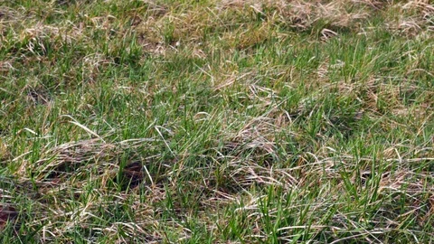 Long grass in a meadow background Stock Footage 104308505