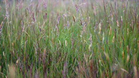 Long grass in the meadow, blowing in the summer breeze. Stock Footage 105199959