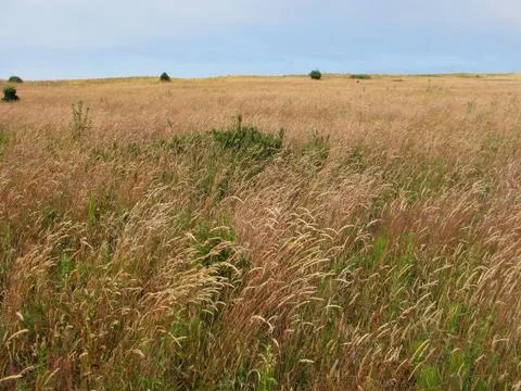 Long grass meadow Stock Photos