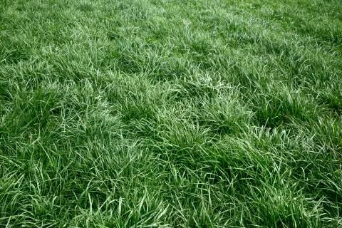 Long grass meadow Stock Photos