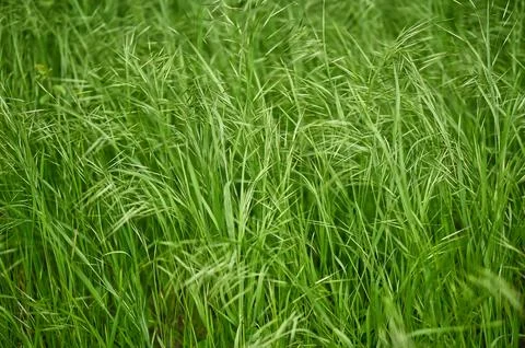 Long grass on a meadow Foto stock
