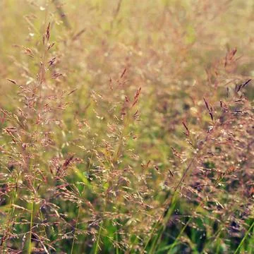 Long grass meadow Stock Photos