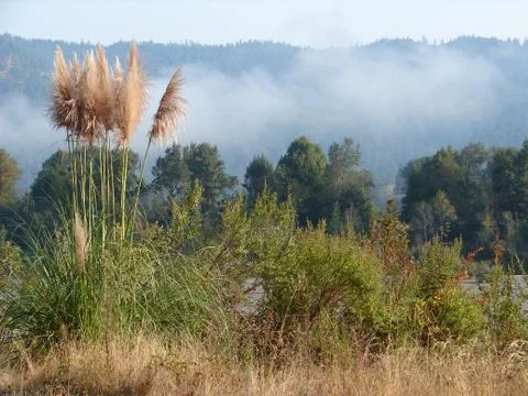 Long grass in the mist 스톡 사진