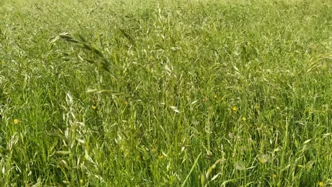 Long grass motion Vidéo 131762616