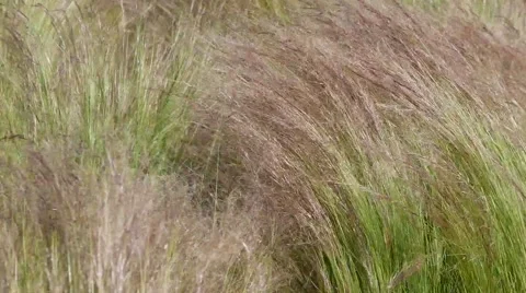 Long grass moves with wind Stock Footage 65338381