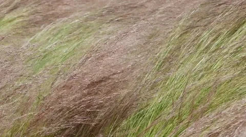 Long grass moves with wind Stock Footage 65338395