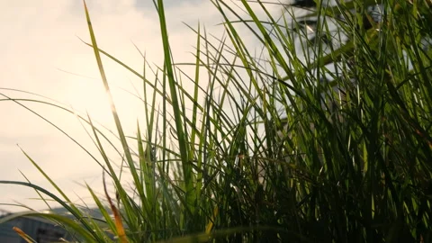 Long grass moving in summer breeze Stock Footage 247721267