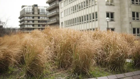 Long grass moving in very windy conditions in city surrounded by buildings Stock Footage 137864592