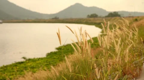 Long grass moving in the wind 库存影片 10610212