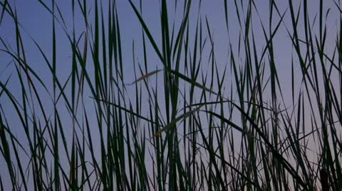 Long Grass Moving In The Wind Stock Footage 11523705
