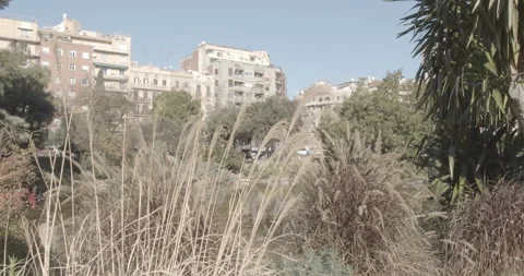 Long grass moving in the wind in front of pond_4k Stock Footage 165654238