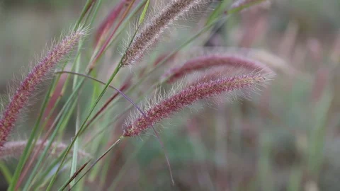 Long grass moving in wind. meadow reed background. Stock Footage 111130336