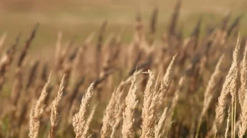 Long grass moving in the wind. Natural background. 4K, shallow depth of field Stock Footage 117043943