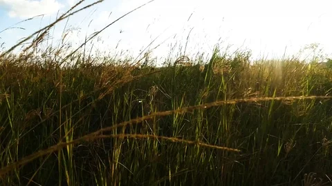 Long Grass Moving in the Wind at Sunset Stock Footage 87106342