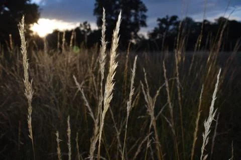 Long Grass Moving With the Wind at Sunset Stock Photos