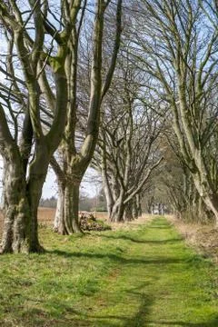 A long grass path under two lines of trees in a scenic rural location Stock Photos