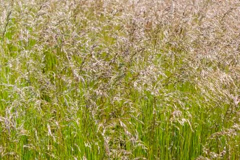 Long grass Stock Photos