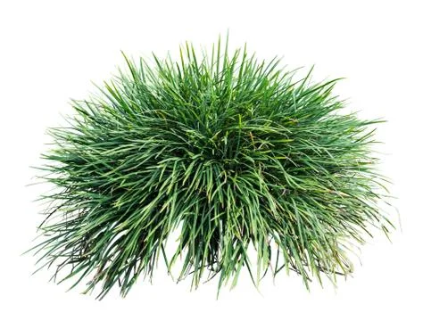 Long grass Stock Photos
