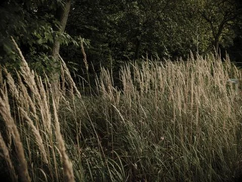 Long grass Fotos Stock