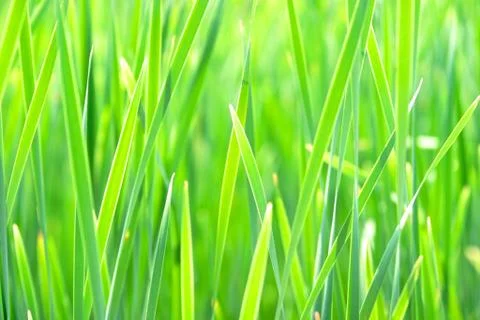 Long grass Stock Photos