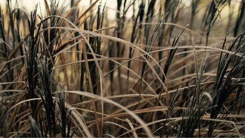 Long grass. Stock Photos