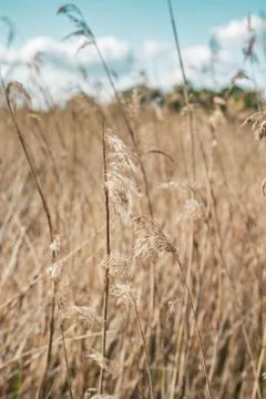 Long Grass Stock Photos
