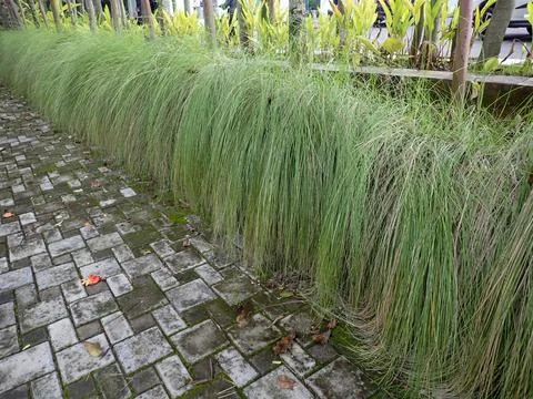 Long grass Stock Photos