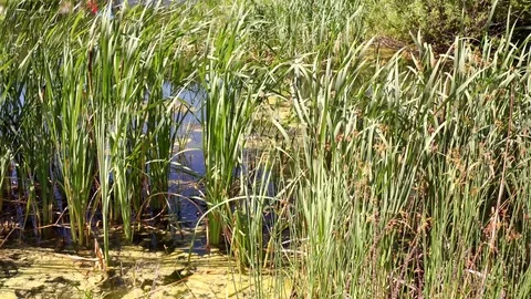 Long Grass Pond 1 Stock Footage 77575714