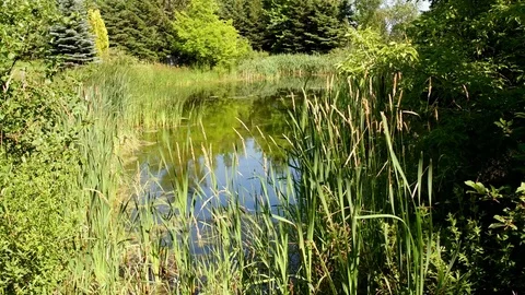 Long Grass Pond 2 Stock Footage 77575701