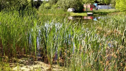 Long Grass Pond 4 Stock Footage 77575571