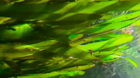 Long Grass Seaweed With The Small Fish In The Aquarium HD Stock Footage 239540308