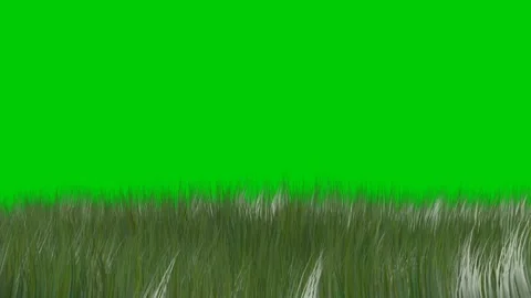 Long Grass  Silhouette Blowing in the Wind Green Screen 4K Loop Video stock 265148831