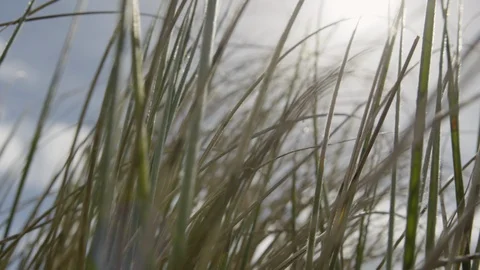 Long Grass with Sky Stock Footage 86507307