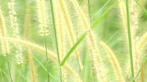 Long grass soft focus blur green background Stock Footage 21887753