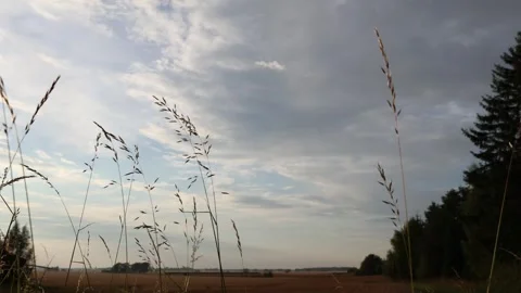 Long grass straw in the wind. Stock Footage 315247194