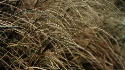 Long grass in summer. Stock Photos