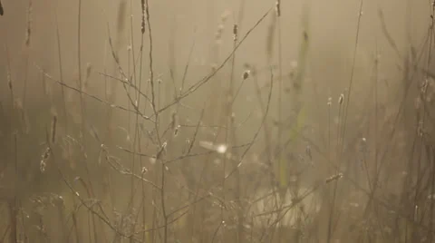 Long Grass in sun 스톡 동영상 33173900