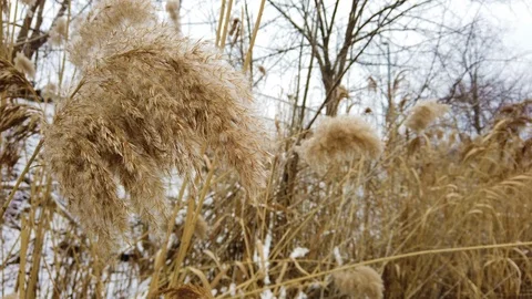 Long grass swaying in the breeze Stock Footage 102802237