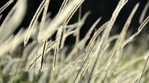 Long grass swaying in field Video stock 75343378