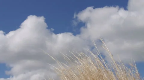 Long grass swaying in the wind Stock Footage 41336108