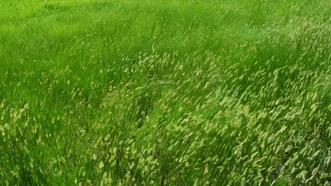 Long grass swaying in the wind Stock Footage 128153680