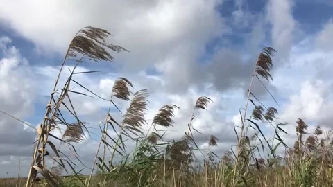 Long grass swaying in the wind 스톡 동영상 180513144