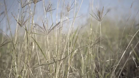 Long grass sways in the wind on an Australian rural property Video stock 241920032