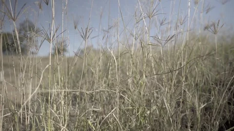 Long grass sways in the wind on an Australian rural property Video stock 241920058