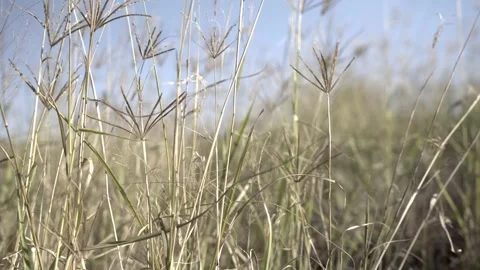 Long grass sways in the wind on an Australian rural property Video stock 241920061