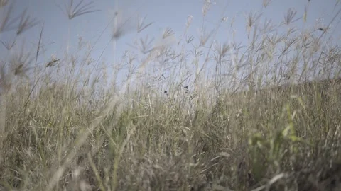 Long grass sways in the wind on an Australian rural property Video stock 241920114