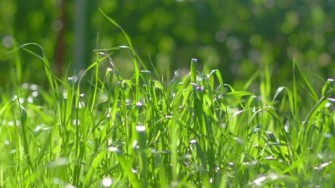 Long grass swinging on the wind in 4k slow motion 60fps Stock Footage 155375943