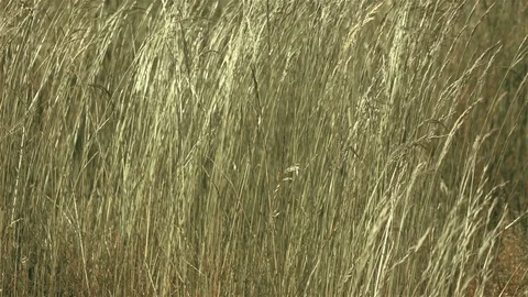 Long grass swinging on the wind in slow motion 250fps Stock Footage 94421411
