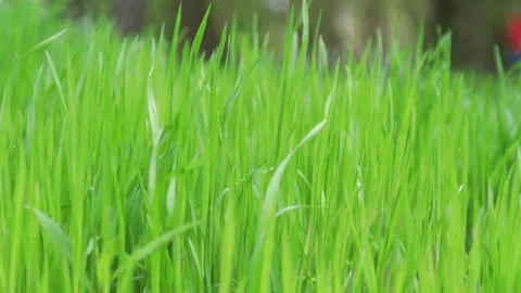 Long grass swinging on the wind in slow motion 180fps Stock Footage 155373560